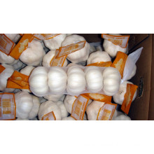 Export Good Quality Pure White Garlic